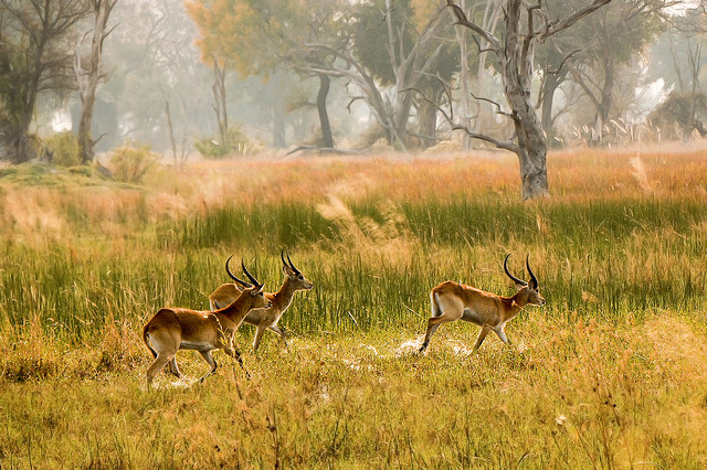 impala kenya