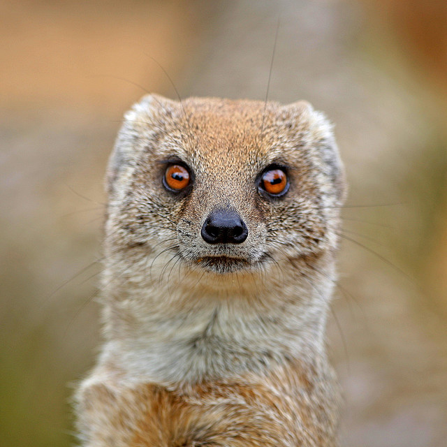 African Yellow Mongoose