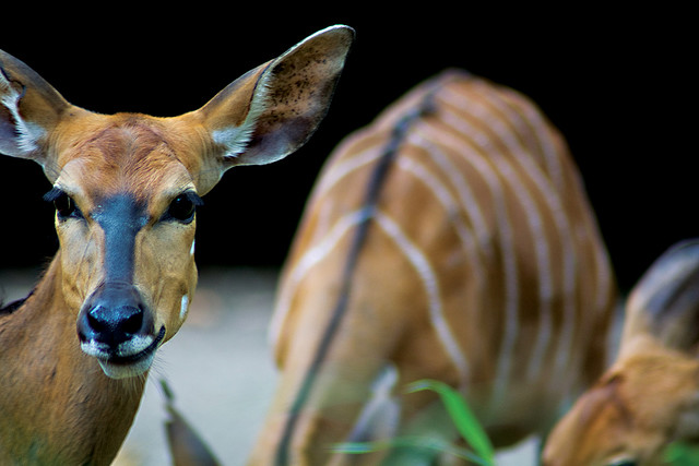 nyala bull