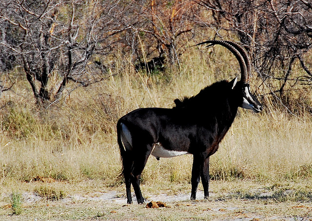 sable antelope 