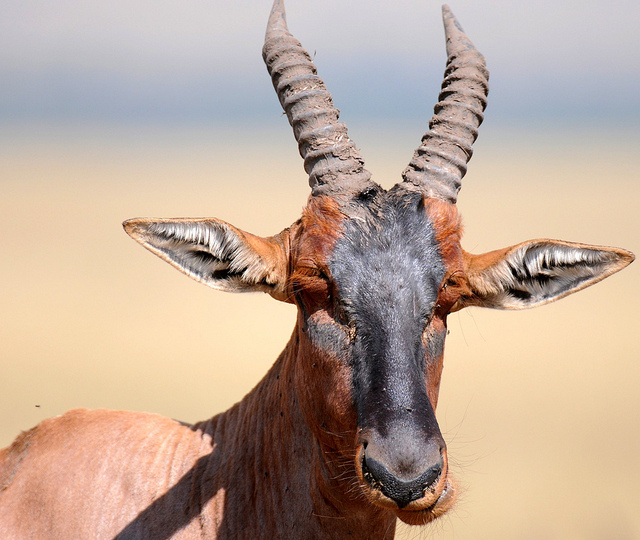 topi african animals