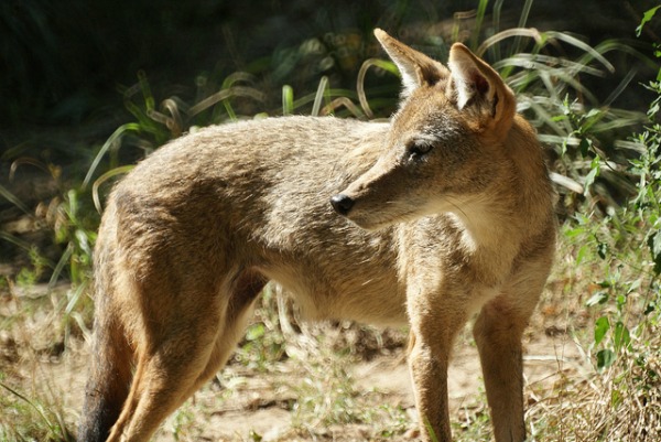 nyc coyote