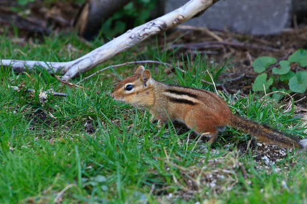 nyc eastern chipmunk