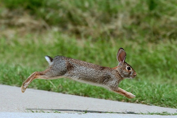 nyc eastern cottontail