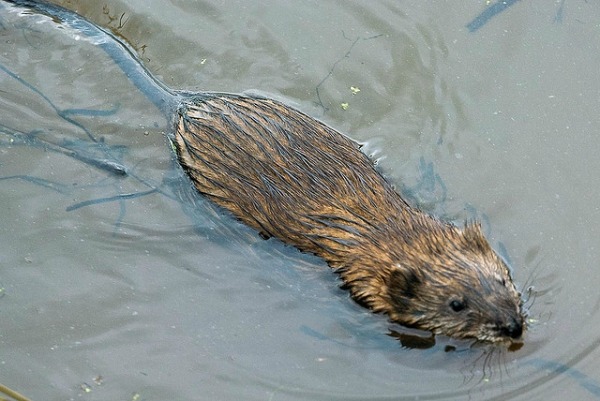 nyc muskrat