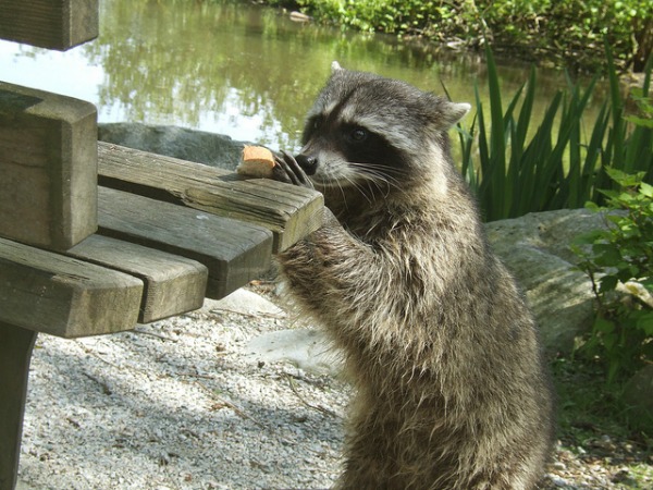 nyc raccoon