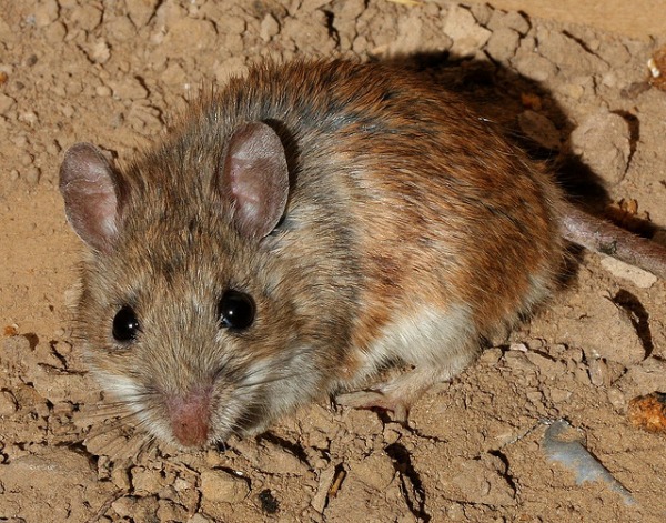 nyc white footed mouse