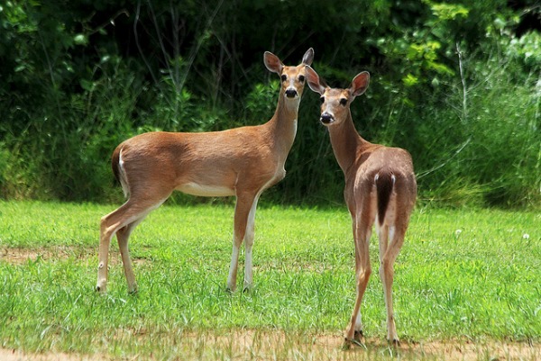 nyc white tailed deer