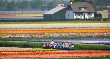 Guide to Keukenhof Gardens 2015