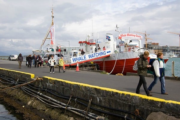 whale watching reykjavik