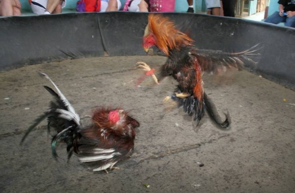 bali cockfighting