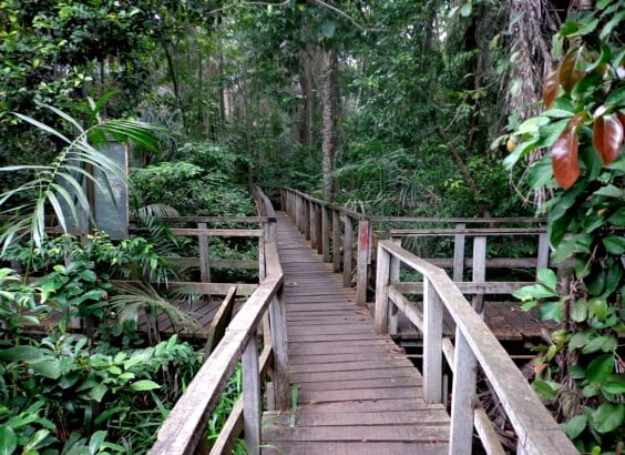 The Lekki Conservation Center, Nigeria