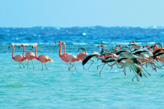 West-Indian-Flamingoes-of-Inagua-Bahamas