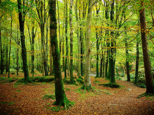 Tollymore Forest Park in Northern Island