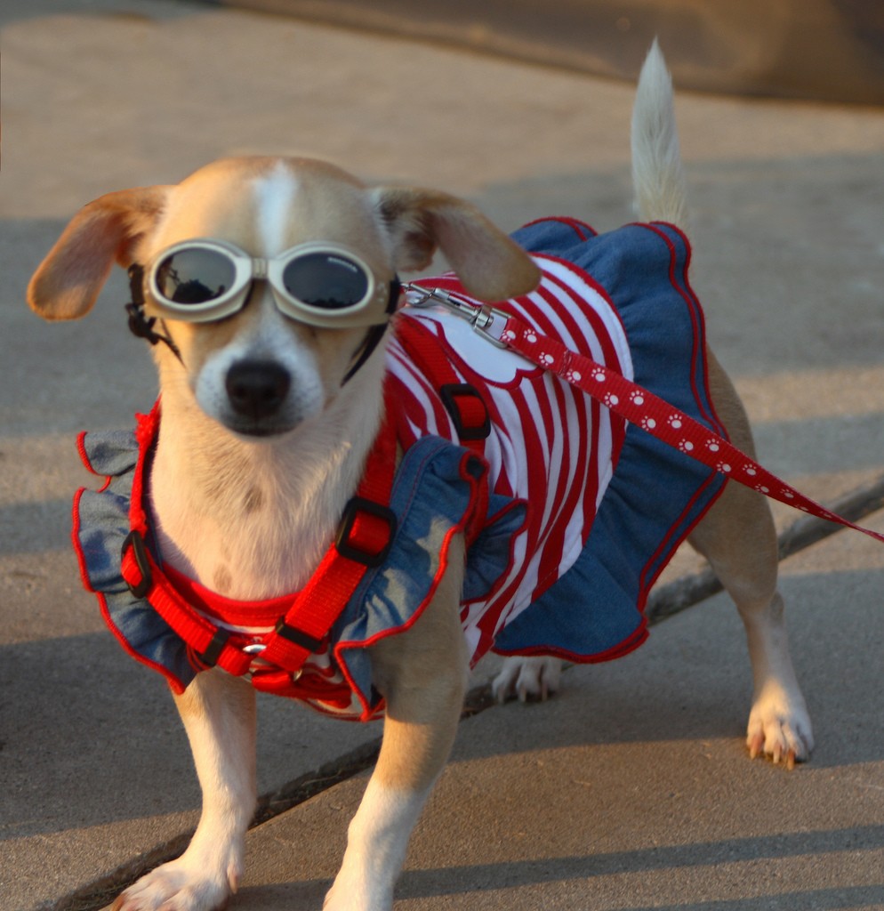 Puppy in red white and blue