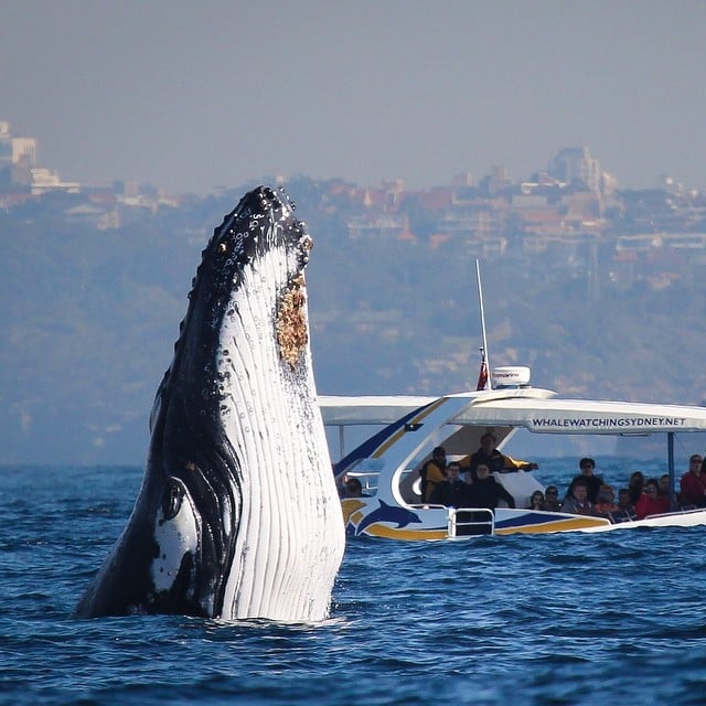 Photo by whalewatchingsydney via Instagram