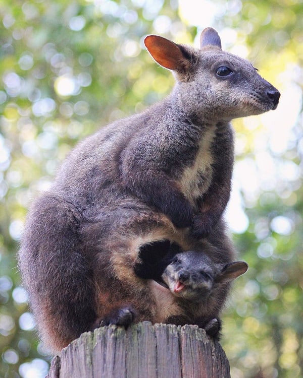 Photo by tarongazoo via Instagram