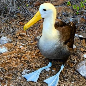 a blue footed boobie