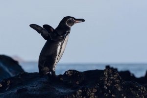 a galapagos penguin standing on some rocks