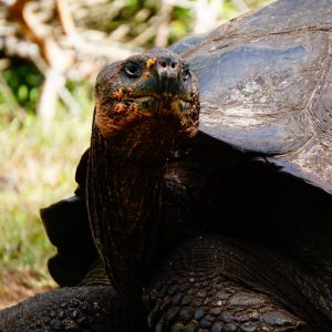 a closeup of a giant galapagos island tortoise