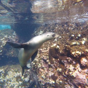 a seal swimming in the galapagos islands