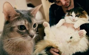 a tourist pets a cat at nekojalala cat cafe in tokyo