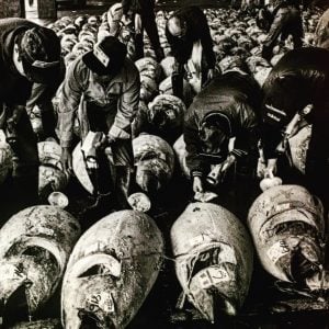 workers inspect tuna at the tuna auction at tsukiji market tokyo