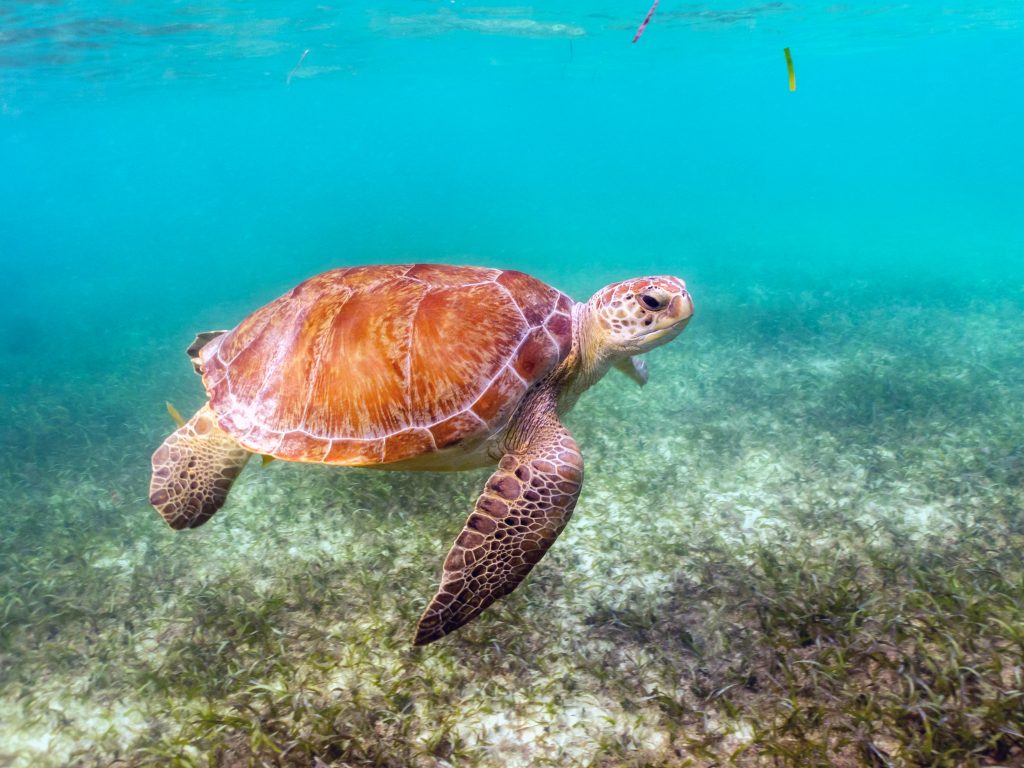 Turtle in Akumal beach - Mexico