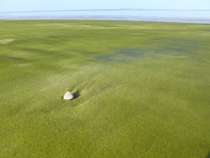 Kourou green sand beach in French Guiana