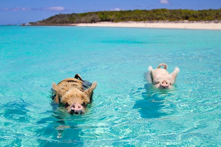 Pig Beach in Exuma, Bahamas