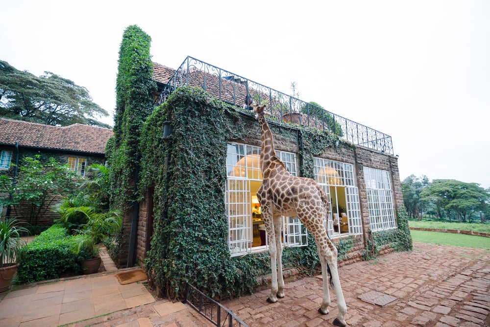 Giraffe Manor in Nairobi