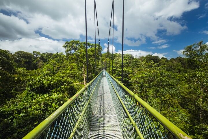 TreeTop Walk suspension bridge