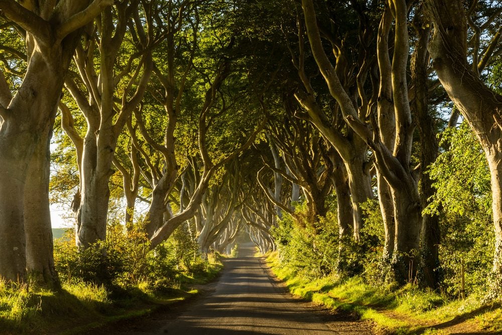 Dark Hedges - Northern Island