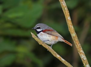 Vanga African bird