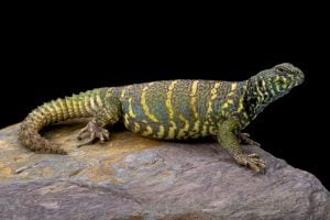 Uromastyx African lizard