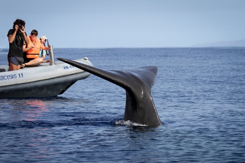 madeira whale watching