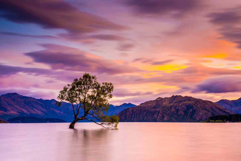 That,Wanaka,Tree,In,Sunset