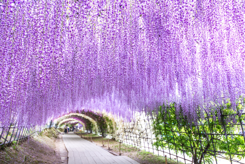 Wisteria,Tunnel,At,Kawachi,Fuji,Garden,(fukuoka,,Japan),,Focused,On